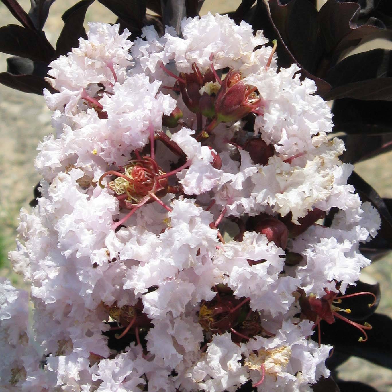 Lagerstroemia indica Black Solitaire® (Black Diamond) Blush - Lilas des Indes Pot de 3L/4L - Image 1