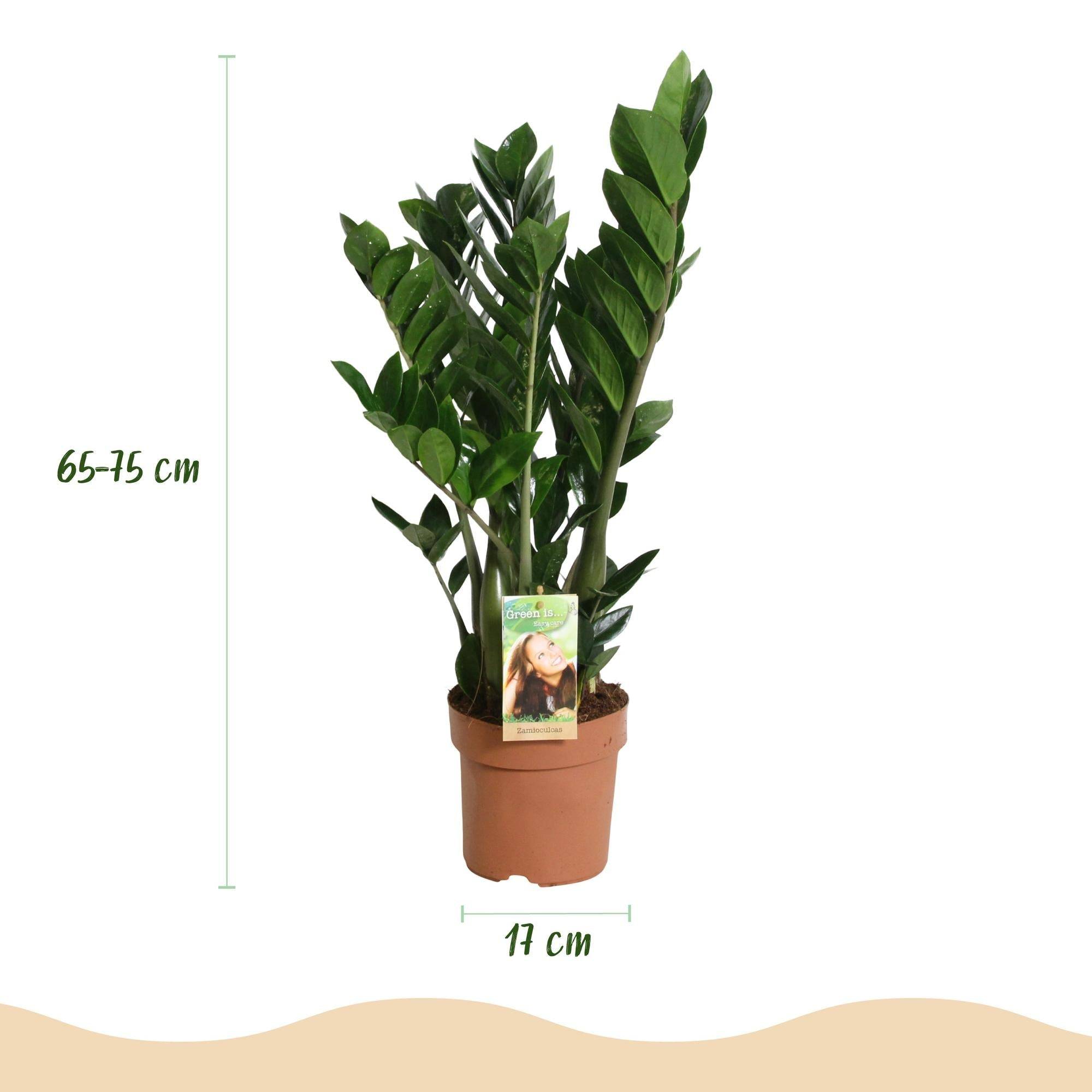 La Green Touch - Zamioculcas - D17 H75cm - Image 4
