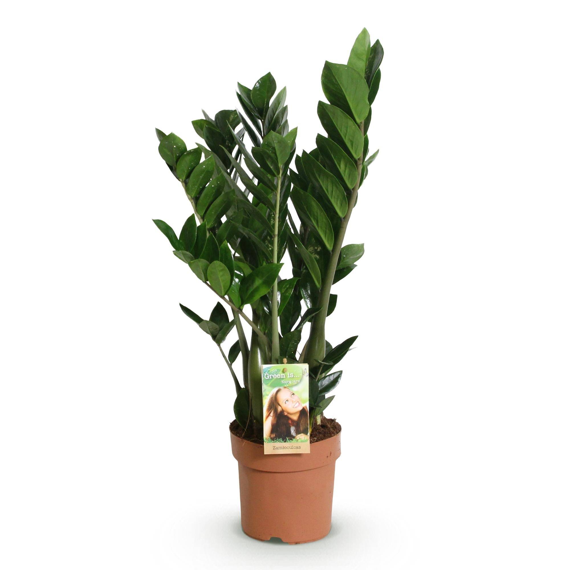 La Green Touch - Zamioculcas - D17 H75cm - Image 3
