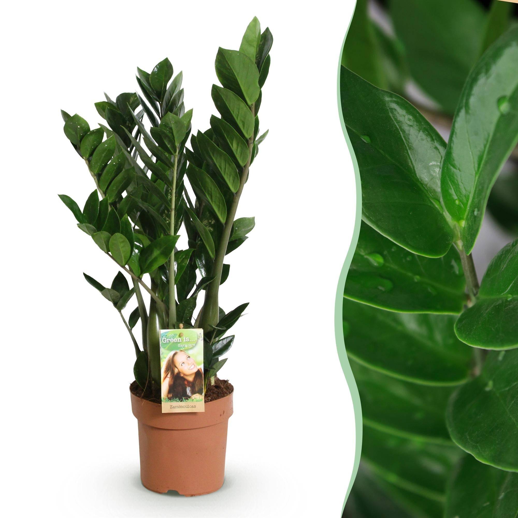 La Green Touch - Zamioculcas - D17 H75cm - Image 2