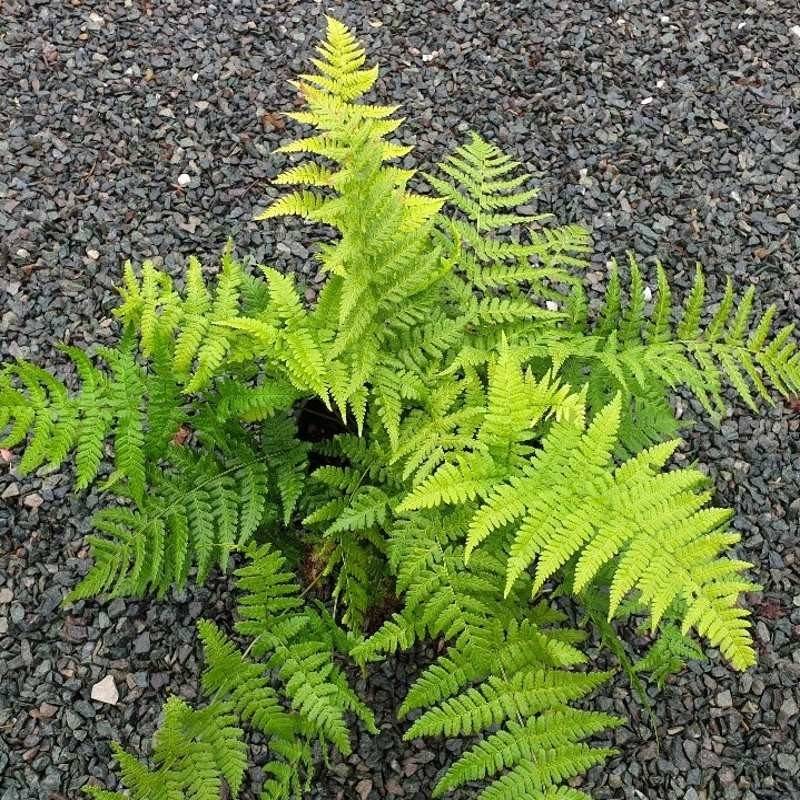 Promesse de Fleurs - Dryopteris stewartii - Fougère Godet de 8/9 cm
