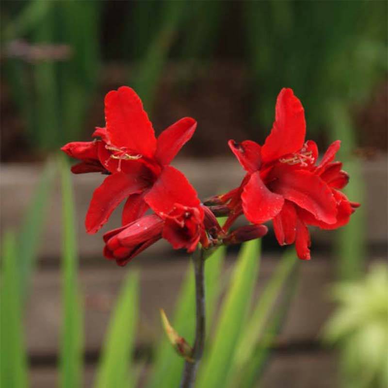Crocosmia Hellfire - Montbretia Godet de 8/9 cm