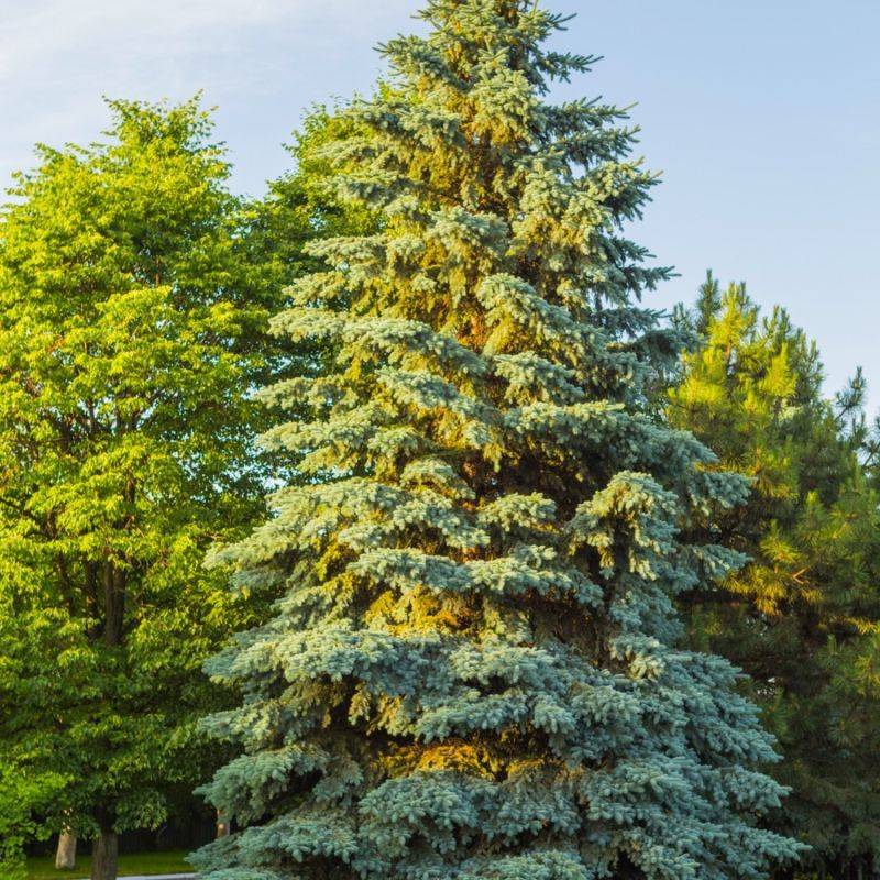 Épicéa bleu (Picea pungens) - Godet - Taille 20/40cm - Pépinières Naudet - Imagen 1