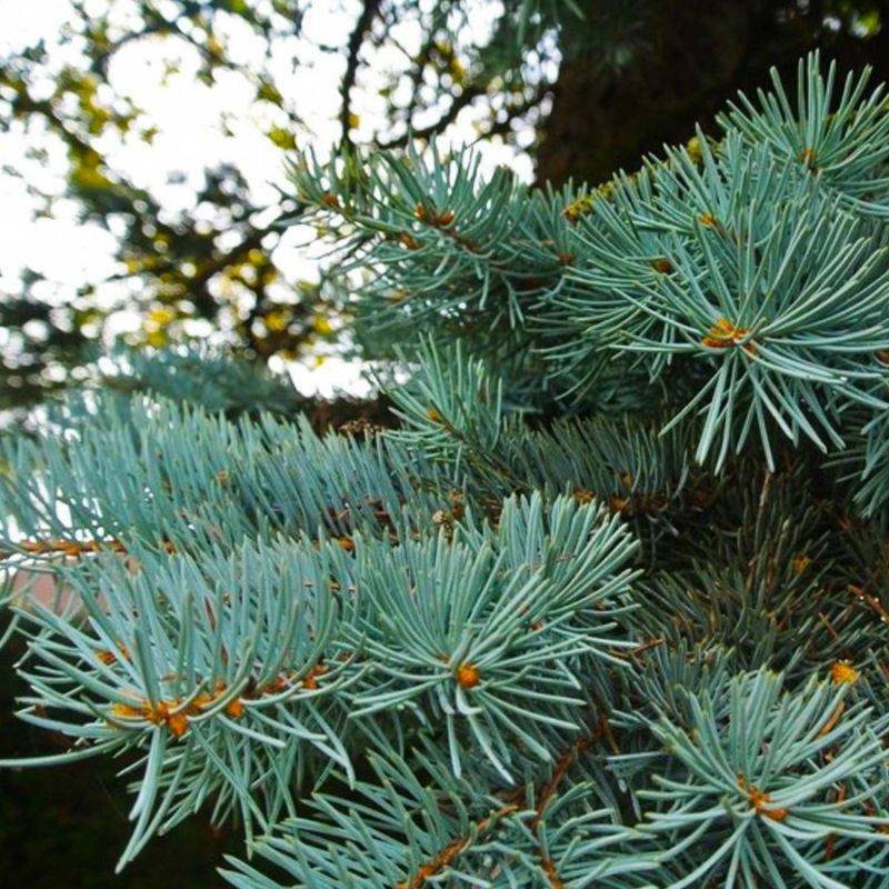 Épicéa bleu (Picea pungens) - Godet - Taille 20/40cm - Pépinières Naudet - Imagen 2