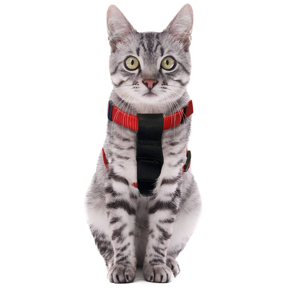 Harnais de Sécurité voiture + laisse Rouge 15 mm pour Chat - Image 7