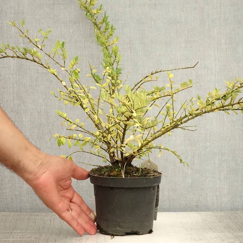 Lonicera nitida Hohenheimer Findling - Chvrefeuille arbustif Pot de  1L/1,5L - Jardiland