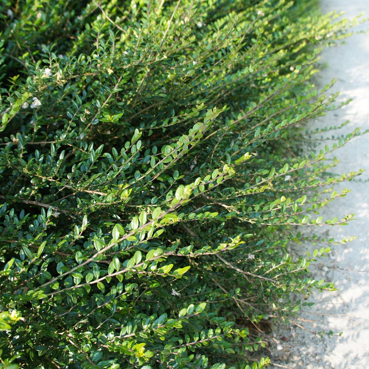 Lonicera nitida Hohenheimer Findling - Chèvrefeuille arbustif Pot de 1L/1,5L - Image 1