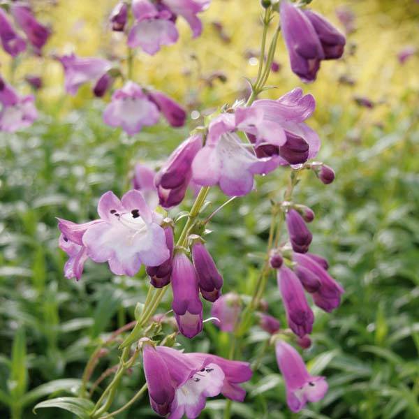 Penstemon hybride Alice Hindley - Galane Godet de 8/9 cm