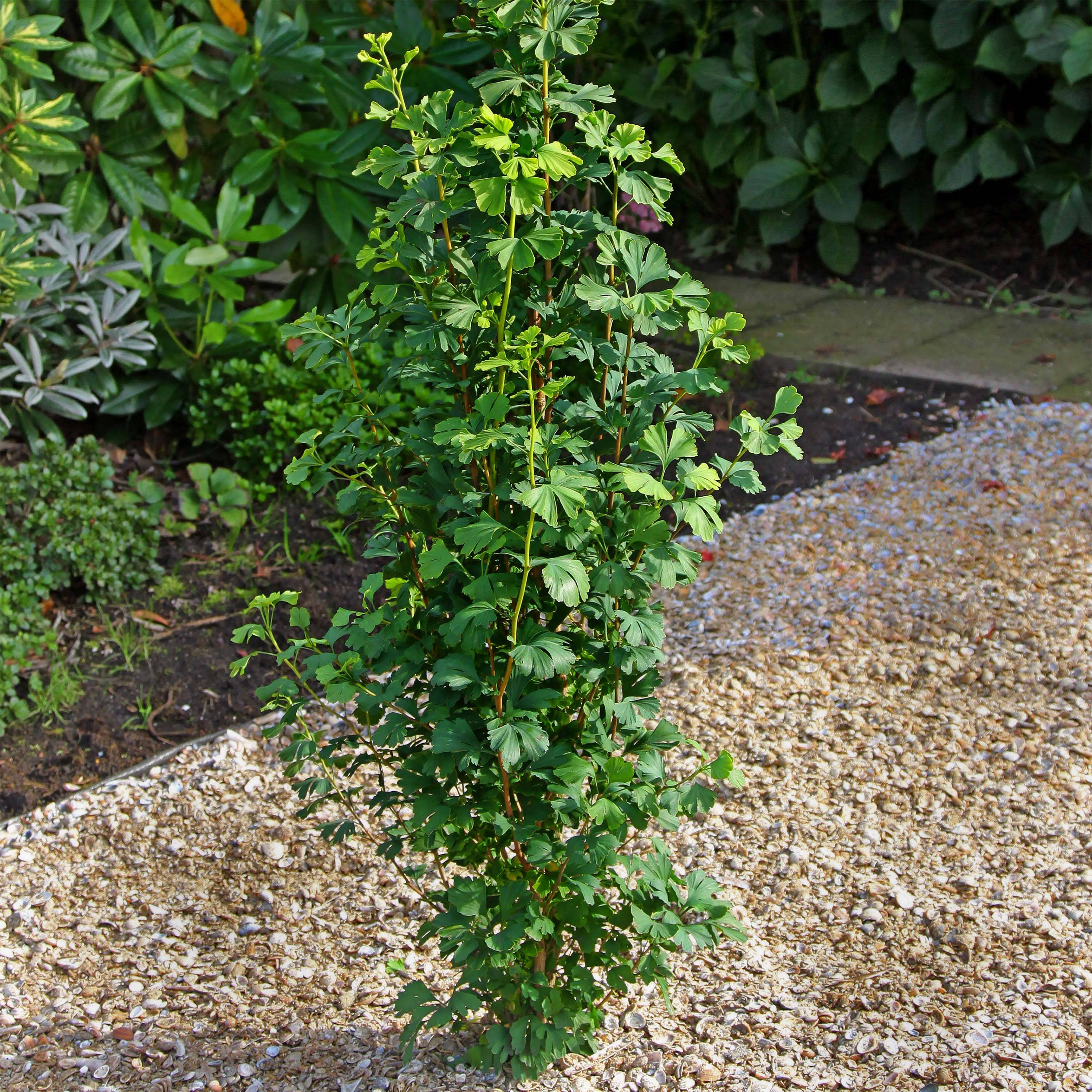 Ginkgo biloba Menhir - Arbre aux quarante écus Pot de 2L/3L - Image 1