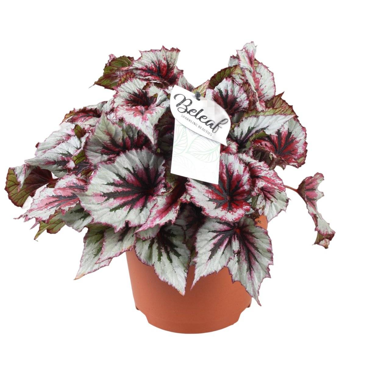 La Green Touch - Begonia Beleaf 'Evening Glow' 33cm - Plante d'intérieur- La Green Touch - Imagen 2