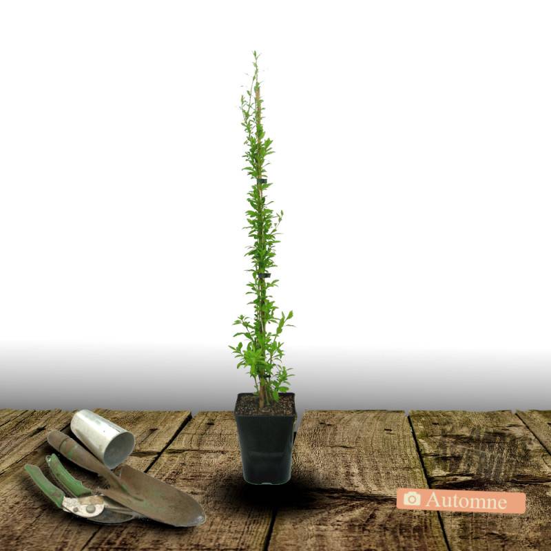 Baie de Goji Princess Tao® 'Fpw03' à fleurs Violette - feuillage Caduc - Pot de 3L - Echelle bambou 60/120 cm-  hauteur à maturité De 2,00 m à 2,50 m - Imagen 2