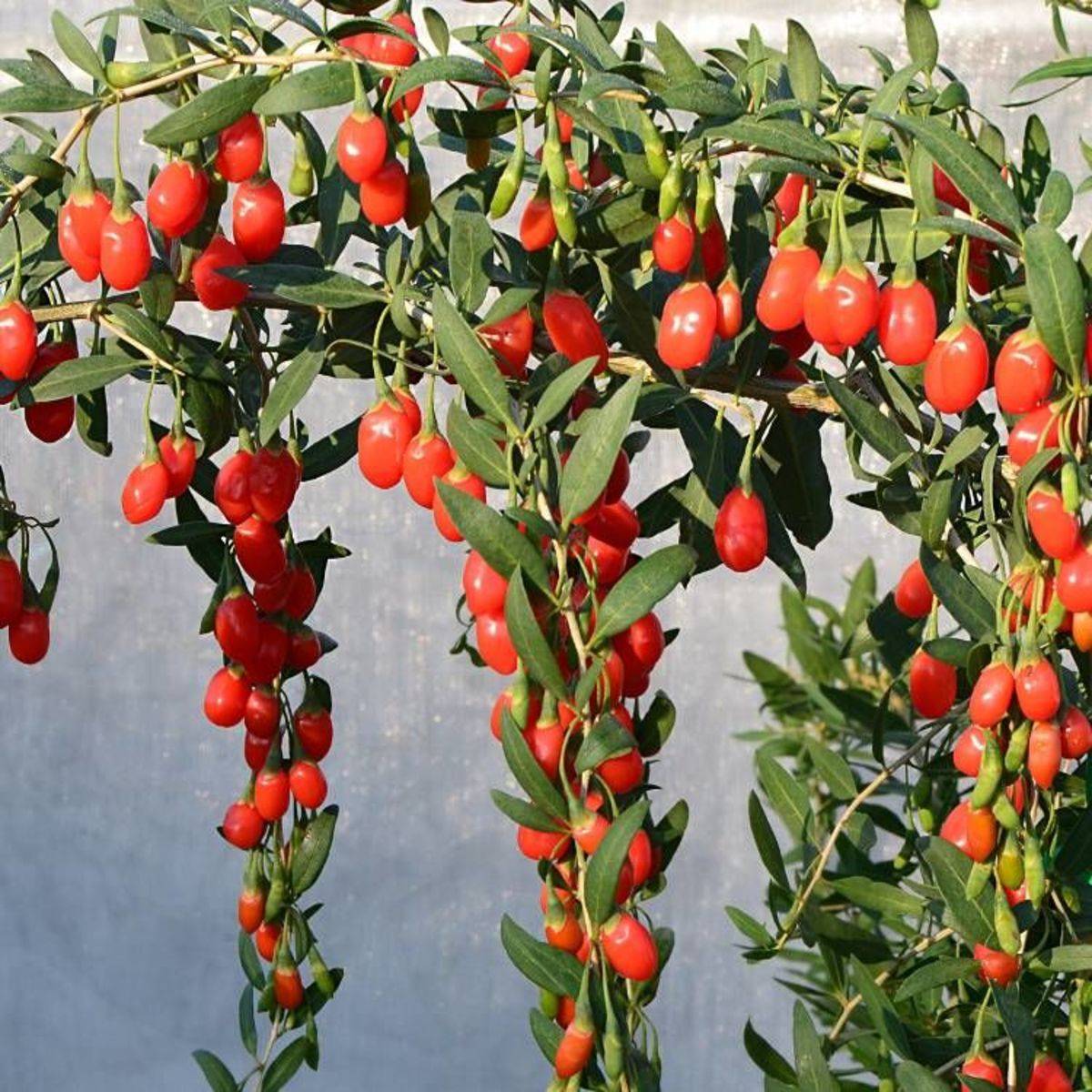 Baie de Goji Princess Tao® 'Fpw03' à fleurs Violette - feuillage Caduc - Pot de 3L - Echelle bambou 60/120 cm-  hauteur à maturité De 2,00 m à 2,50 m - Imagen 8