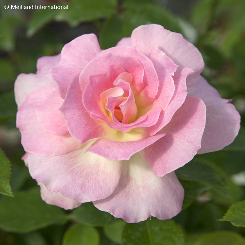 Rosier à fleurs groupées Charles Aznavour Pot de 4L/5L
