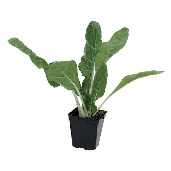 Plant de Poiree verte carde blanche race bressanne pot 0,5 l - Image 1