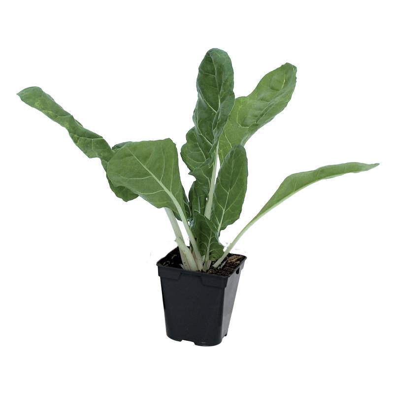 Plant de Poiree verte carde blanche race bressanne pot 0,5 l