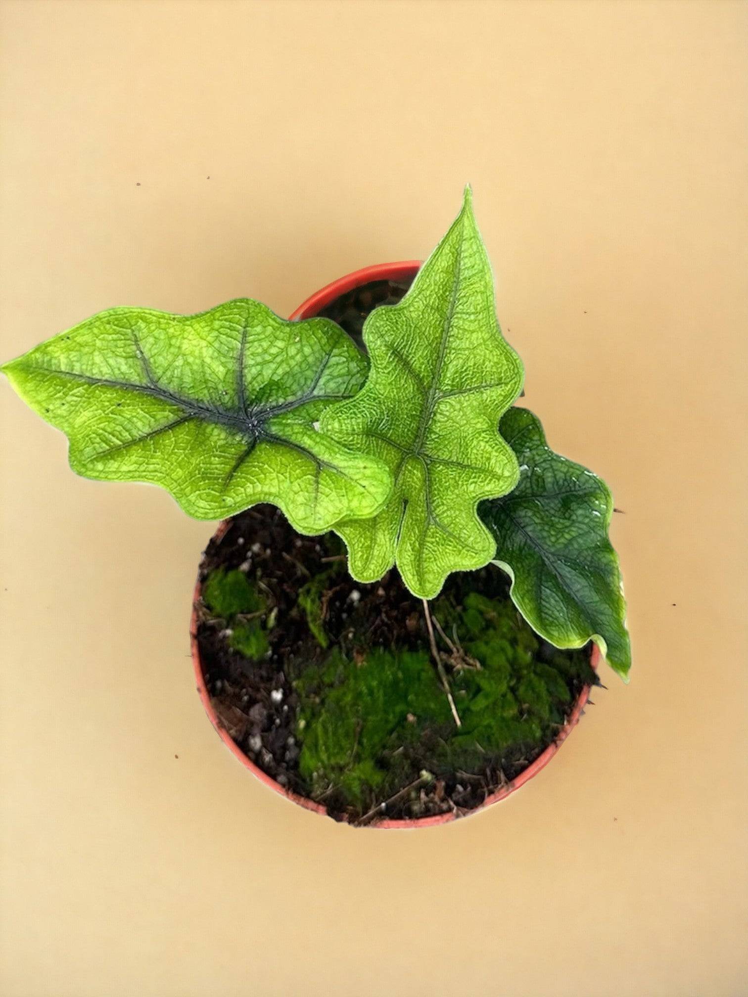 Alocasia Jacklyn- La Green Touch