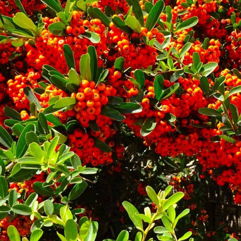 Buisson ardent 'Mohave' (Pyracantha 'Mohave') - Godet - Taille 13/25cm - Pépinières Naudet