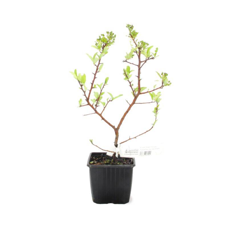 Buisson ardent 'Mohave' (Pyracantha 'Mohave') - Godet - Taille 13/25cm - Pépinières Naudet - Image 2