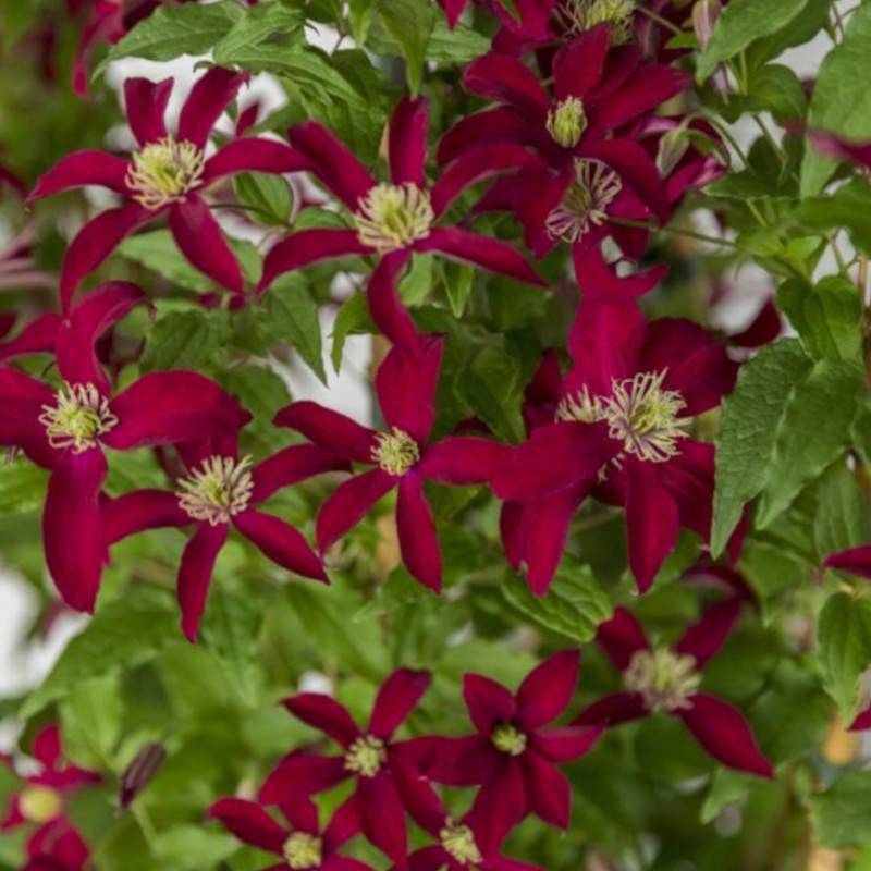 Clématite viticella Glorious® Red 'Zo23015' à fleurs Rouge - feuillage Caduc - Pot de 2L - Tuteur bambou 60/90 cm-  hauteur à maturité De 3,00 m à 5,0 - Imagen 6