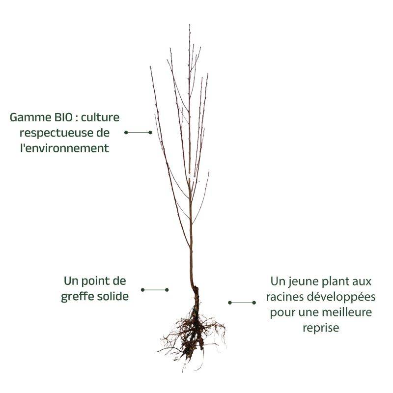 Nectarinier 'John Rivers' BIO (Prunus persica 'John Rivers') - Scion de 100 à 150cm - Pépinières Naudet - Imagen 3