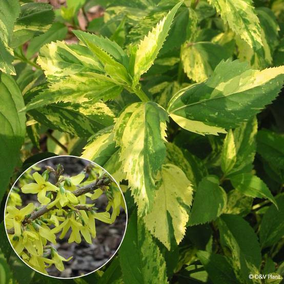 Forsythia x intermedia Variegata - Mimosa de Paris panaché Pot de 3L/4L - Image 1