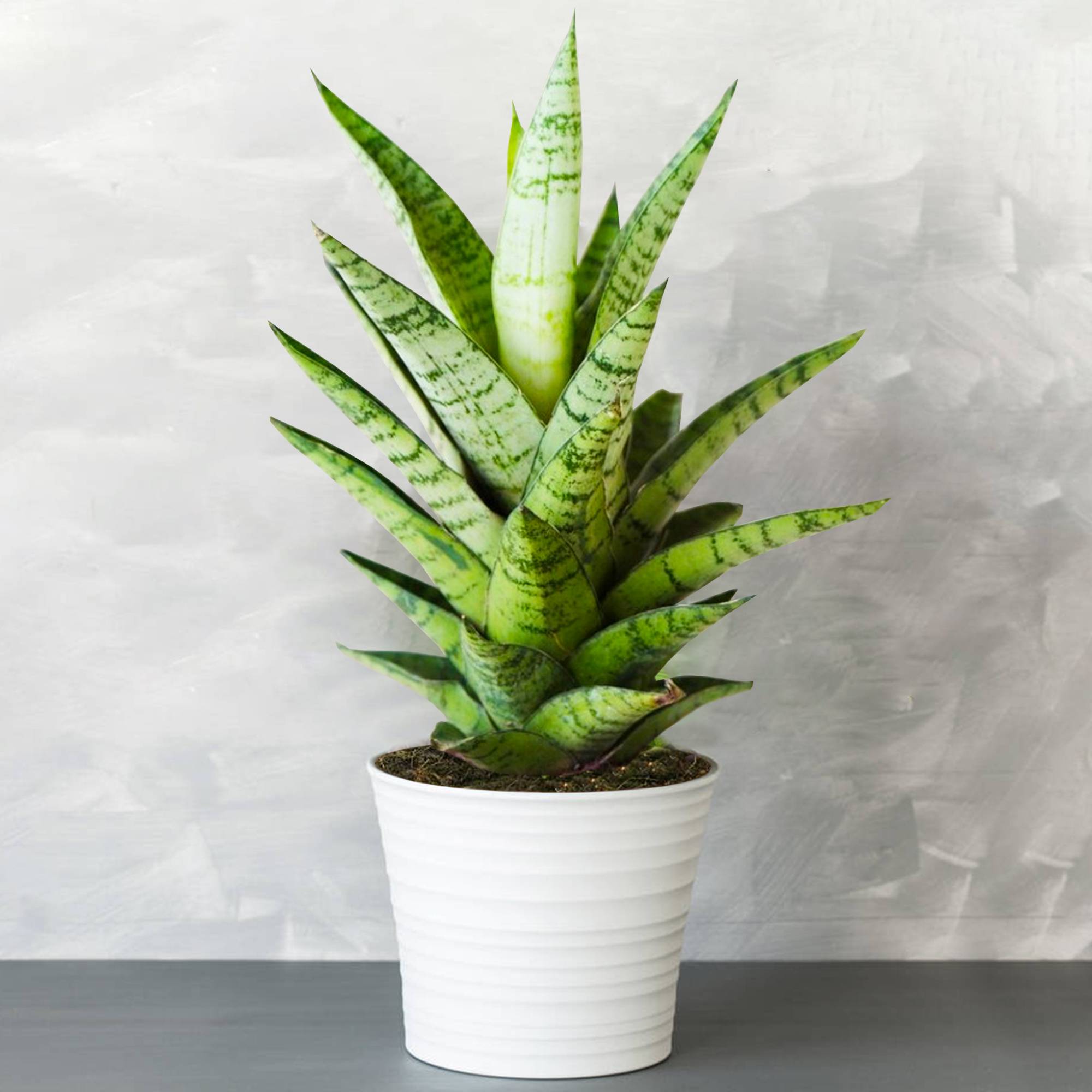 Gardenersdream - 1 X Sansevieria Tough Lady - Langue De Belle-Mère | Plante En Pot Parfaite Pour La Maison Ou Le Bureau - GardenersDream - Imagen 1