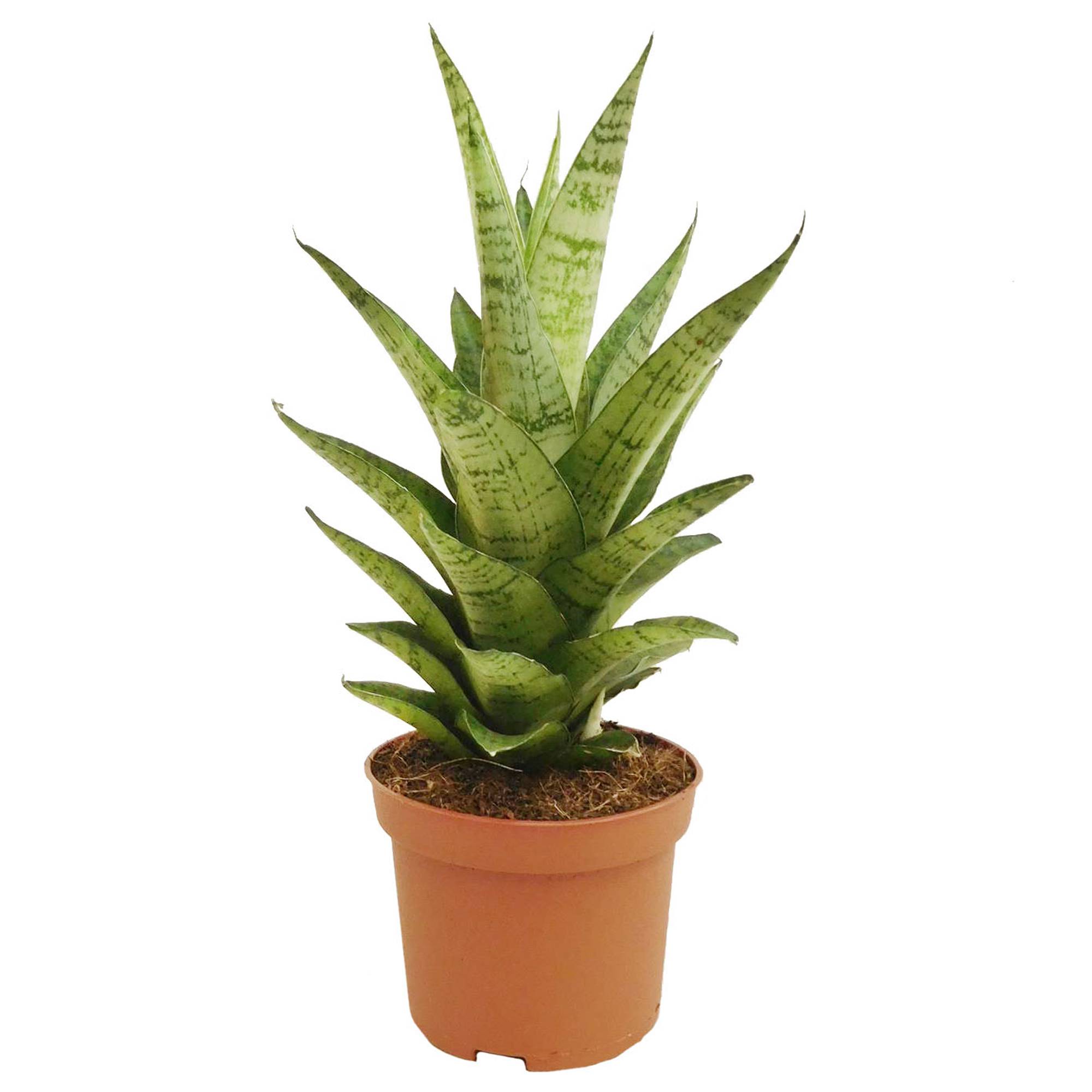 Gardenersdream - 1 X Sansevieria Tough Lady - Langue De Belle-Mère | Plante En Pot Parfaite Pour La Maison Ou Le Bureau - GardenersDream - Imagen 2