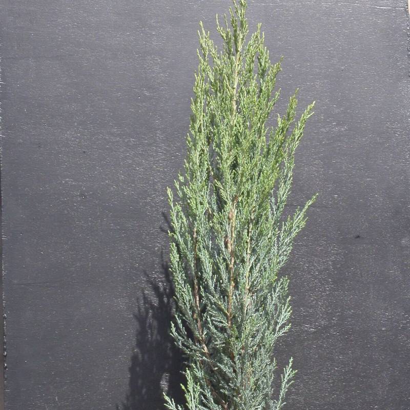 Genévrier des Rocheuses Blue Arrow, Juniperus - Pot de 7,5L - 60/80 cm - Imagen 5