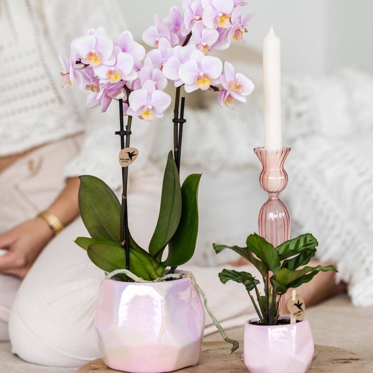 Pot Pearl Rose - Brillant Luxe- La Green Touch - Imagen 2