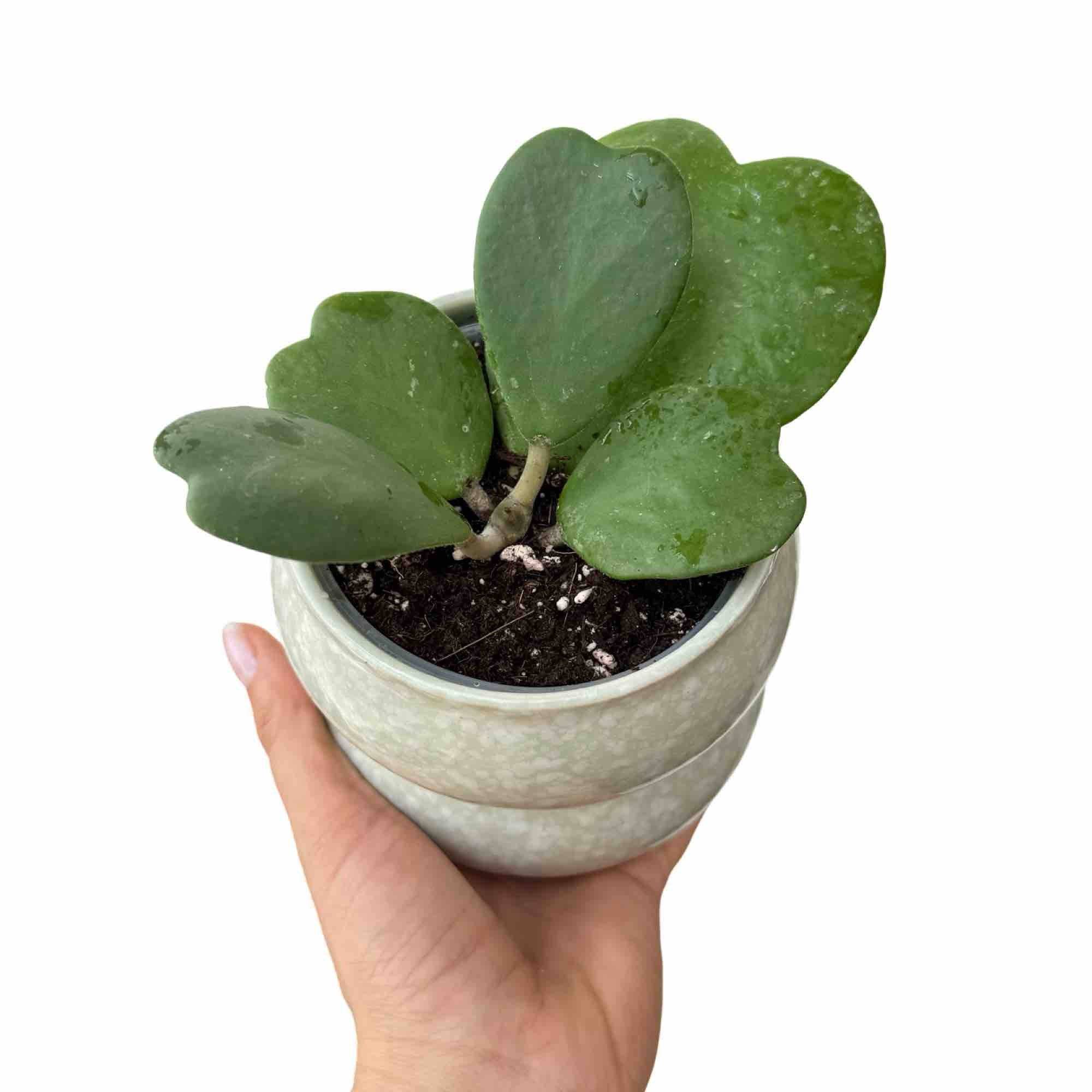 Hoya Kerrii - Pot de 9cm - Plantes d'intérieur