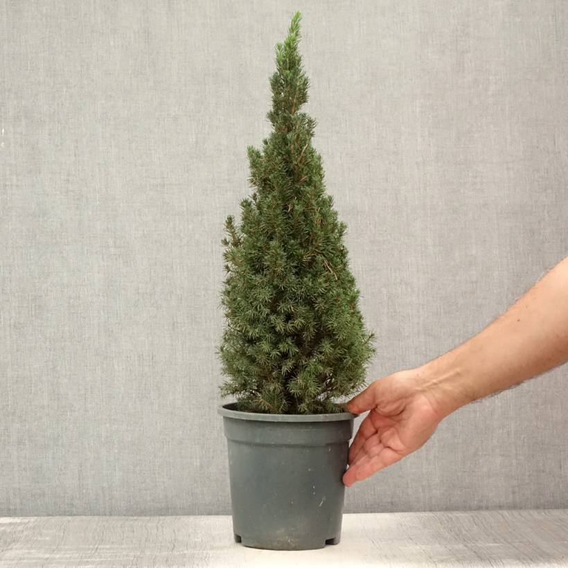 Picea glauca Laurin - Epinette blanche                              Pot de 3L/4L - Image 2