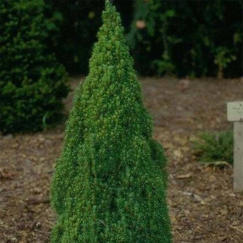 Picea glauca Laurin - Epinette blanche                              Pot de 3L/4L - Image 1