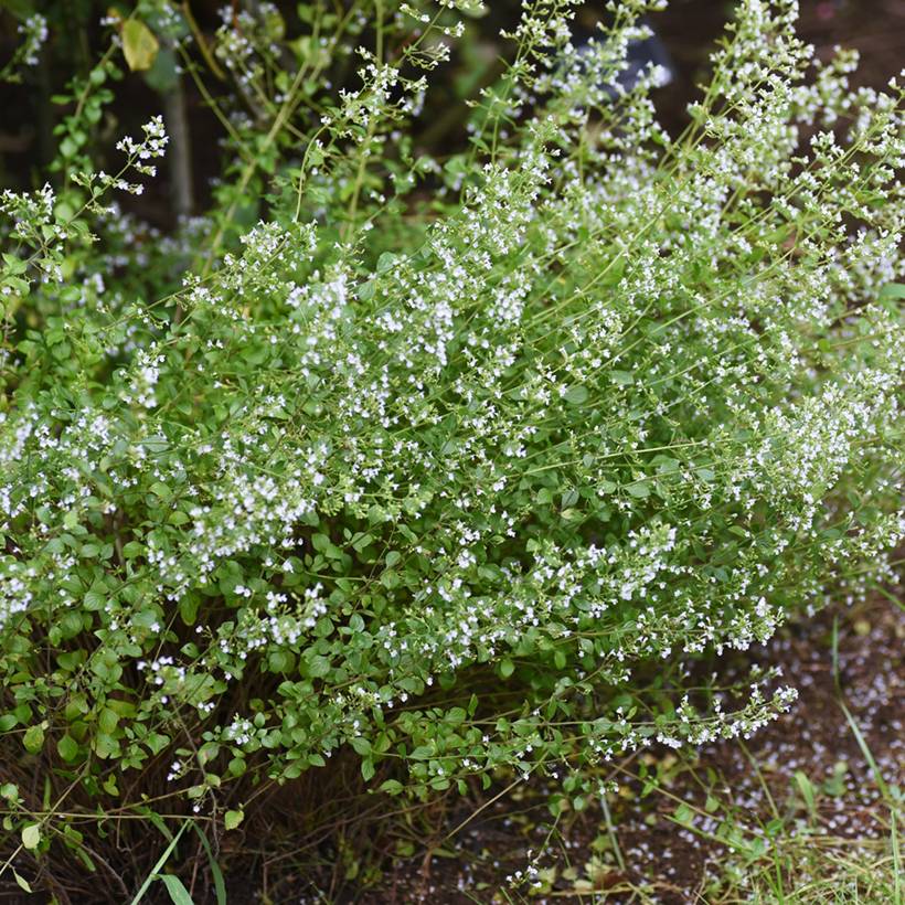 Nepeta x faassenii Alba - Népéta hybride Godet de 8/9 cm