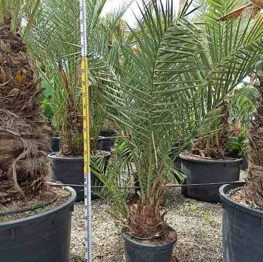 Sans Marque - Phoenix dactylifera (Véritable dattier) Taille:Pot de 50L - 150/175cm - Imagen 1