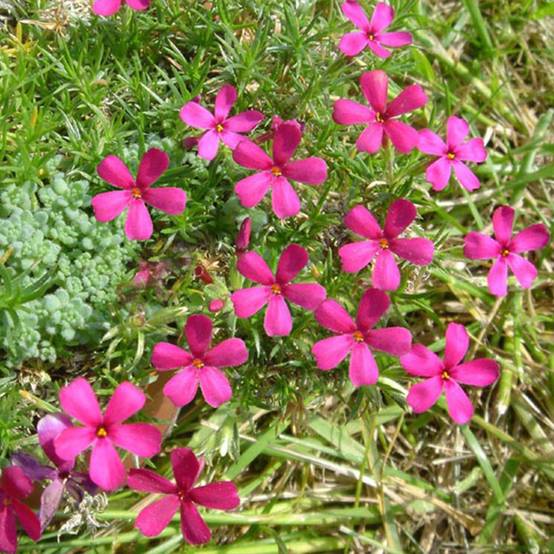 Phlox douglasii Ochsenblut - Phlox mousse Godet de 8/9 cm