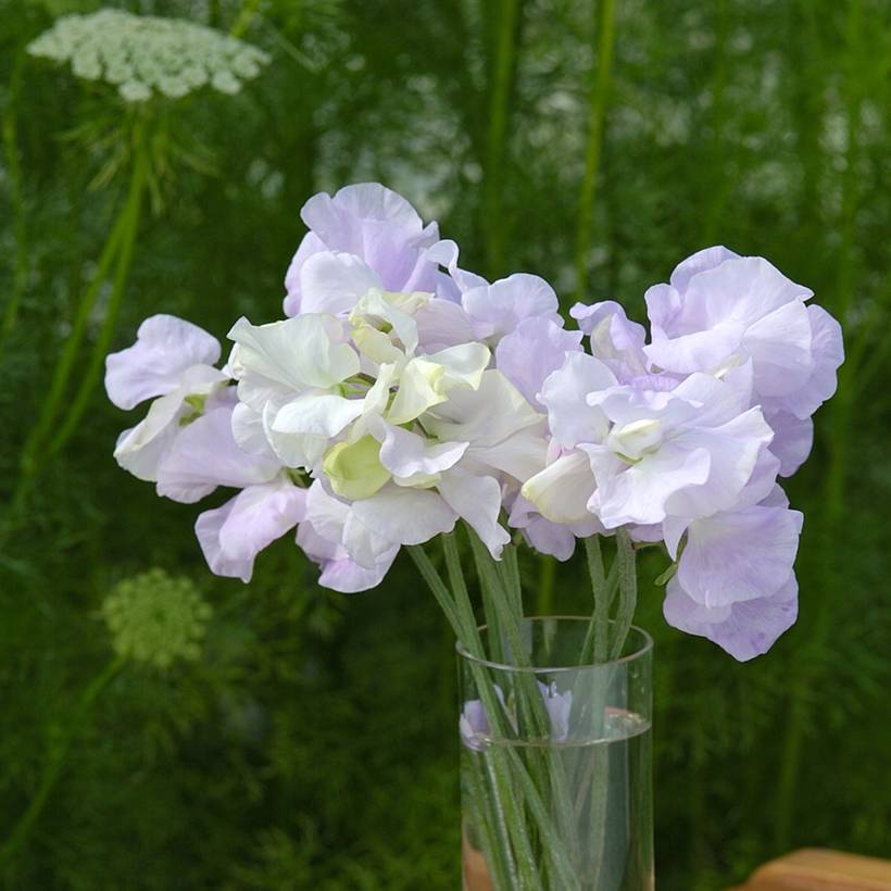 Graines de Pois de Senteur Spencer Arthur Hellyer - Lathyrus odoratus le sachet de 20 graines environ (2g)