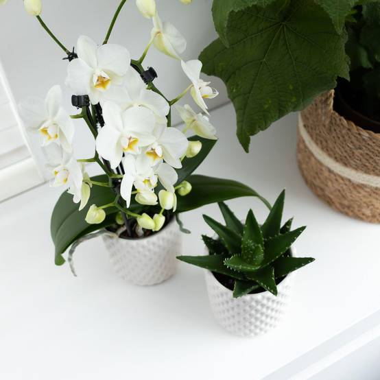La Green Touch - Orchidée blanche - Ø12cm - plante d'intérieur 55cm - Plante d'intérieur- La Green Touch - Image 2