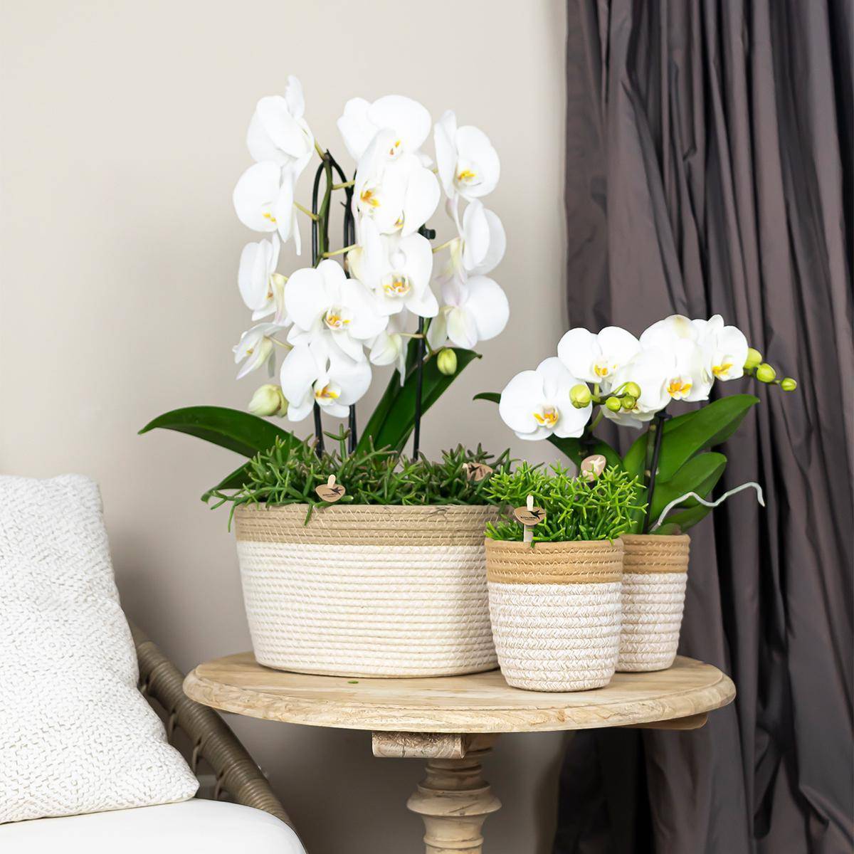 La Green Touch - Orchidée blanche - Ø12cm - plante d'intérieur 55cm - Plante d'intérieur- La Green Touch - Image 4