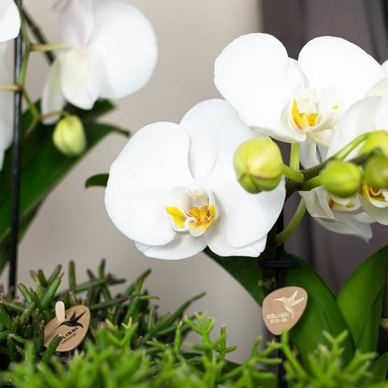 La Green Touch - Orchidée blanche - Ø12cm - plante d'intérieur 55cm - Plante d'intérieur- La Green Touch - Image 3