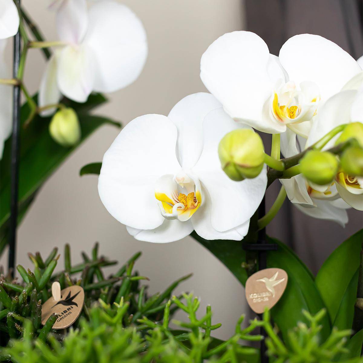 La Green Touch - Orchidée blanche - Ø12cm - plante d'intérieur 55cm - Plante d'intérieur- La Green Touch - Image 3