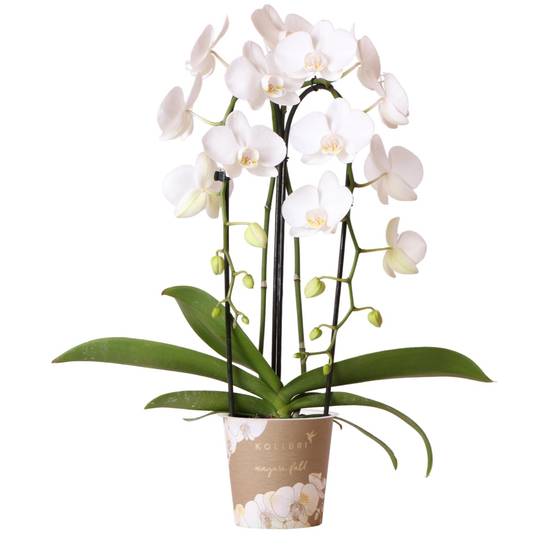 La Green Touch - Orchidée blanche - Ø12cm - plante d'intérieur 55cm - Plante d'intérieur- La Green Touch - Image 1