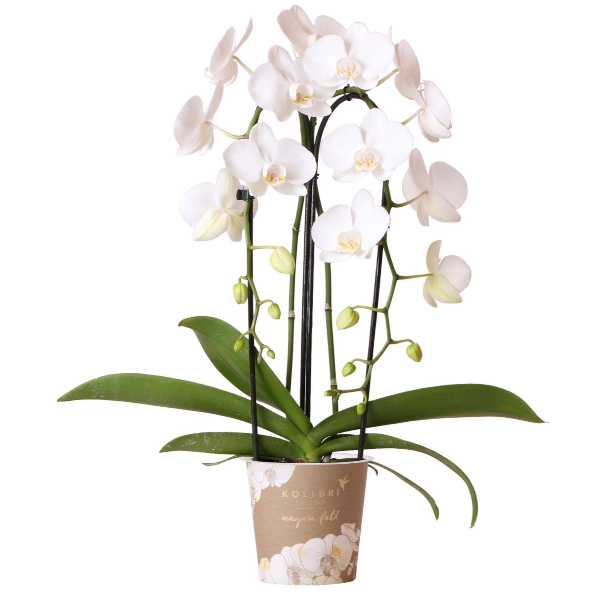 La Green Touch - Orchidée blanche - Ø12cm - plante d'intérieur 55cm - Plante d'intérieur- La Green Touch - Image 1