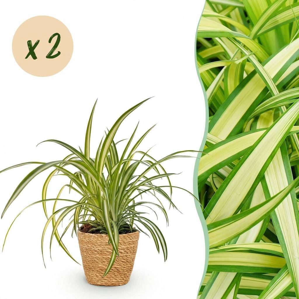 La Green Touch - Chlorophytum Comosum Variegatum - H30cm - Image 3
