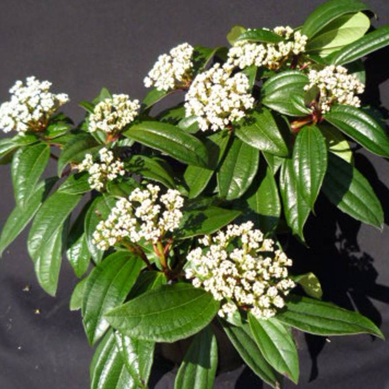 Viorne de David, Viburnum à fleurs Blanche - feuillage Persistant - Pot de 3L - 40/60 cm-  hauteur à maturité De 2,50 m à 3,00 m