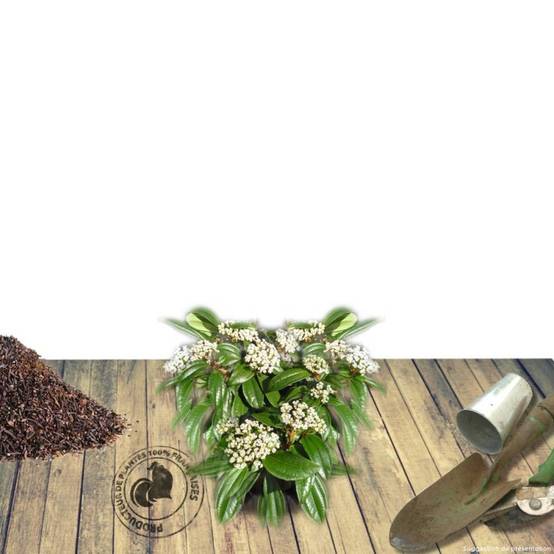 Viorne de David, Viburnum à fleurs Blanche - feuillage Persistant - Pot de 3L - 40/60 cm- hauteur à maturité De 2,50 m à 3,00 m - Image 6