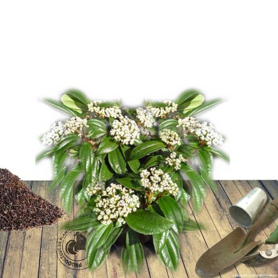 Viorne de David, Viburnum à fleurs Blanche - feuillage Persistant - Pot de 3L - 40/60 cm- hauteur à maturité De 2,50 m à 3,00 m - Image 7