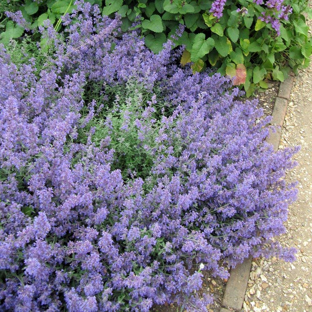 Promesse de Fleurs - Nepeta Kit Cat - Chataire Pot de 2L/3L