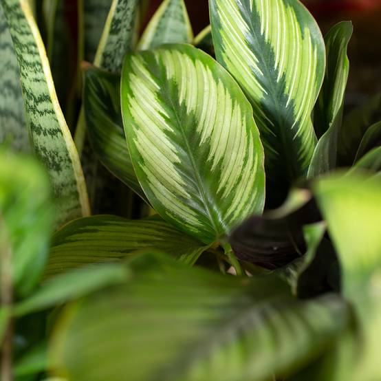 Promesse de Fleurs - Calathea Meili Mini-plante