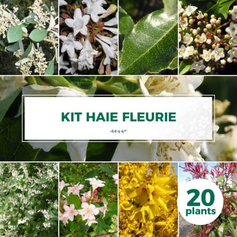 Haie Fleurie - 20 arbustes -  - Pépinières Naudet - Imagen 1