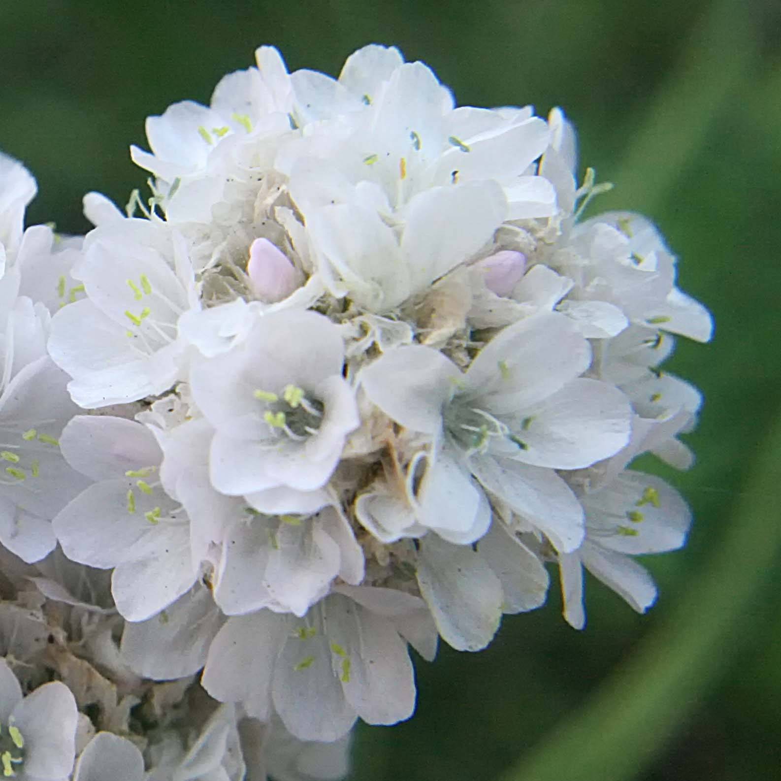 Gazon d'Espagne blanc, Armeria Maritima alba Pot de 2L/3L
